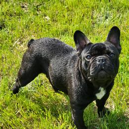 Sirius Black - French Bulldog