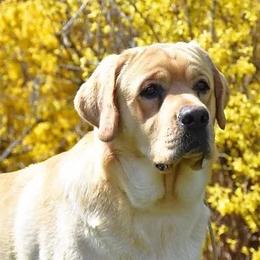 Scotch - Labrador Retriever