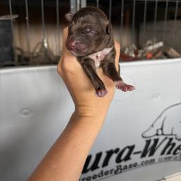 Callie - Red tri-color female Australian Shepherd puppy in Frostproof, Florida from Central Florida Australian Shepherds