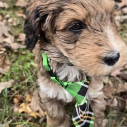 Bernedoodle and Goldendoodle Puppies from Granton Creek