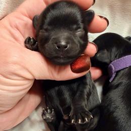 Rush - Black male Yorkipoo puppy in Cameron, South Carolina from Sassy Sailor & Company
