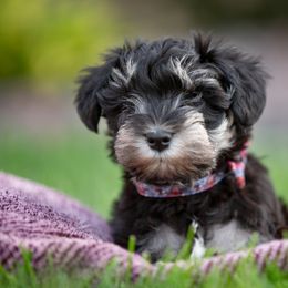Miniature Schnauzer Puppies from Star Schnauzers