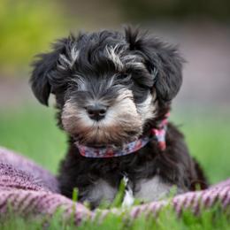 Miniature Schnauzer Puppies from Star Schnauzers