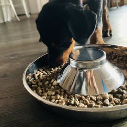 Doberman Pinscher Puppies from TeatreeDoberman