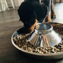 Doberman Pinscher Puppies from TeatreeDoberman