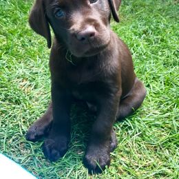 Labrador Retriever puppies from CSU- vet student