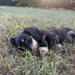 Joey - Black and cream male Dachshund puppy in Norman, Oklahoma from Liberty Acres OK