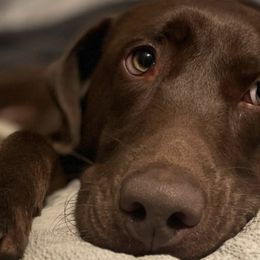 Labrador Retrievers from Top Game Retrievers