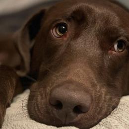 Labrador Retrievers from Top Game Retrievers