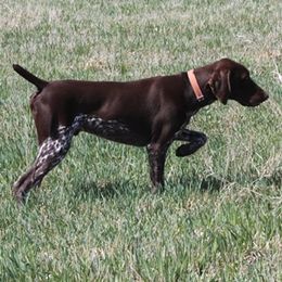 Moose - German Shorthaired Pointer