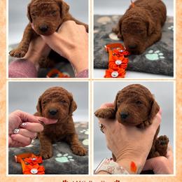 Cider - Red  male Poodle puppy in Mount Vernon, Illinois from AMC Poodles
