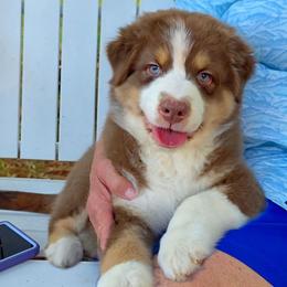 Rusty - Red tri-color male Australian Shepherd puppy in Red Oak, Texas from Wildwing Aussies