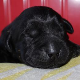 Tulsa - Black female Labrador Retriever puppy in Camden, Indiana from Prebleridge Acres