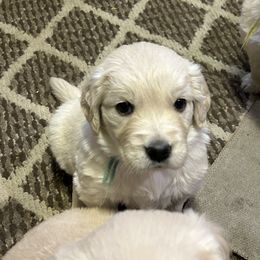 Golden Retriever Puppies from MarGold Goldens