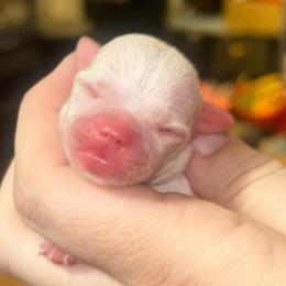 Thorne - Cream male Chihuahua puppy in New Castle, Delaware from Sasha’s Elite Kennel LLC
