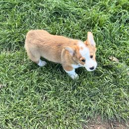 Bear - Sable male Pembroke Welsh Corgi puppy in Millsap, Texas from Punchy Pembroke Ranch