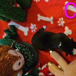 Comet - Black & white female Miniature Australian Shepherd puppy in Queen Creek, Arizona from Jaylee's Miniature Australian Shepherds