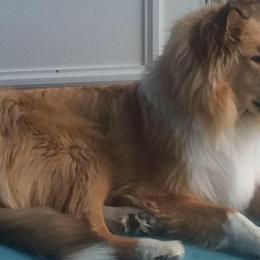 Collies from Lovely Heart Collies
