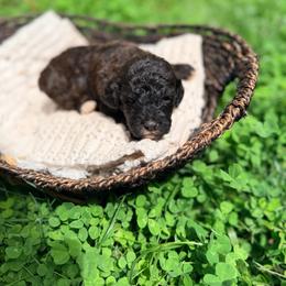 Jaguar - Sable female Goldendoodle puppy in Pollock Pines, California from Penny Lane’s Doodles