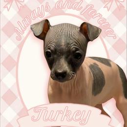Turkey - White and black female American Hairless Terrier puppy in Phoenix, Arizona from Bare Valley