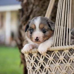 Sweeny - Blue merle female Australian Shepherd puppy in Harmony, North Carolina from Fox Aussies