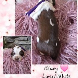 Bluey - Liver and white female English Springer Spaniel puppy in Freeland, Michigan from McNally's Springer Spaniels