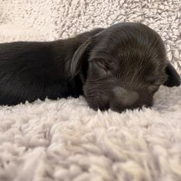 Black girl 2 - Black female Dachshund puppy in Newark, Delaware from Rich Point