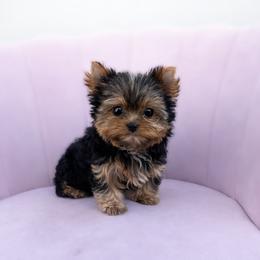Blaze - Black and tan male Yorkshire Terrier puppy in Surprise, Arizona from Enchanted Yorkies