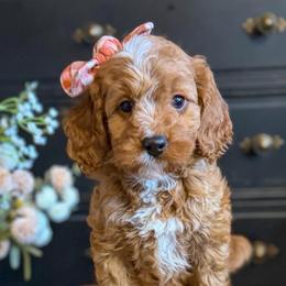 Pansy - Red female Bernedoodle puppy in Snohomish, Washington from Refined Doodles