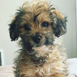 Bella - Shihpoo