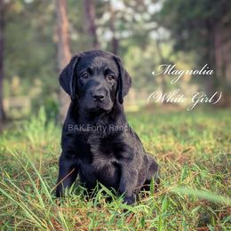 Pink Girl - Black female Labrador Retriever puppy in Plant City, Florida from BAK Forty Ranch