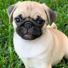 Peach - Fawn female Pug puppy in Prairieville, Louisiana from Freedom Meadow Farm