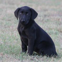 Girl 1 - Black female Labrador Retriever puppy in Four Oaks, North Carolina from TLC Retrievers
