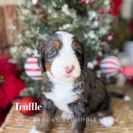 Truffle - Blue merle female Bernedoodle puppy in Murrieta, California from Brookside Bernedoodles