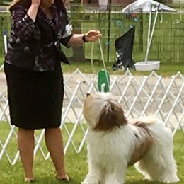 Polish Lowland Sheepdog All Grown Up from EnchantingPON