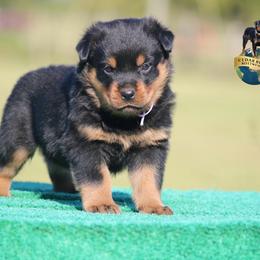 Gavino - Black and mahogany male Rottweiler puppy in Uniontown, Alabama from CedarBluff Rottweilers