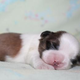 Boy 1 - Red and white male Shih Tzu puppy in Craig, Colorado from Rocky Mountain Shih Tzus and Dry Creek Miniature Dachshunds