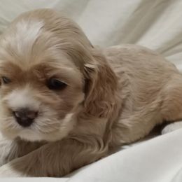 Matthew - Buff male Cocker Spaniel puppy in Crossville, Tennessee from Timber Sunrise Cockers