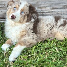 Bandit - Red merle male Miniature Australian Shepherd puppy in Saint Cloud, Florida from Dirty Paws