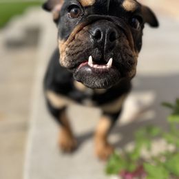 "Azula- Female Bulldog 7 months *Available* " Bulldog Puppies from Castle Manor Bulldogs