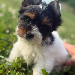 Bindi - Black tan and white female Biewer Terrier puppy in Fayette County, Ohio from Happy Tails
