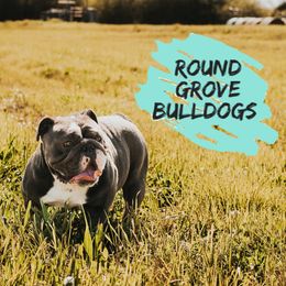 Blue - Bulldog