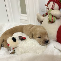 Brandy - Golden female Golden Retriever puppy in Seville, Ohio from Retriever Ranch