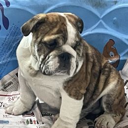 Bulldog Puppies from Waltman's Bulldog's