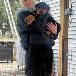 Rottweiler Puppies from CG Rottweilers
