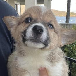 American Corgis and Pembroke Welsh Corgis from R&B Corgis