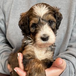 Judy - Sable female Bernedoodle puppy in Louisville, Kentucky from Darlin’s Doodles