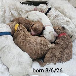 Yellow collar - Red  male Goldendoodle puppy in Fayetteville, North Carolina from Frannie's Goldendoodle Puppies