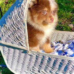 Pomeranian Puppies from Peachy Pomeranians