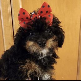 Jaylen - Phantom female Poodle puppy in Orlando, Florida, Florida from Denise’s Puppies